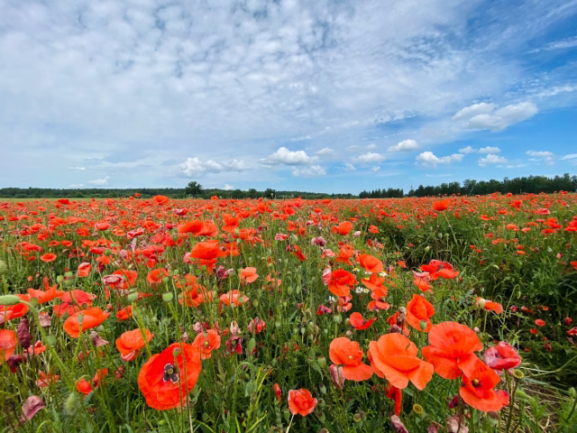 Image of a field of red poppies