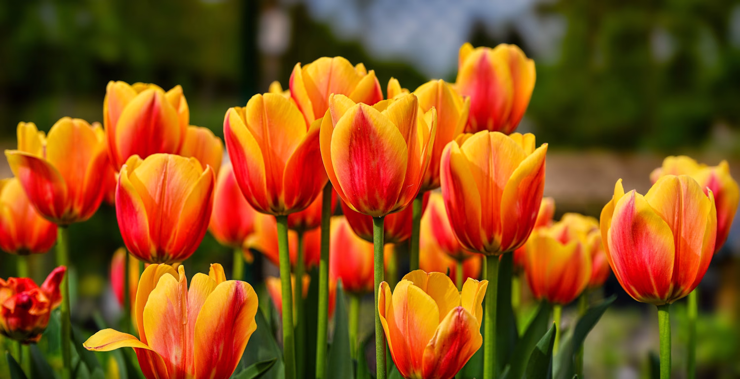 Image of yellow and red tulips